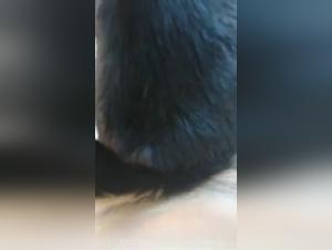 Unpublished zoophilia videos: experience the extreme with ArtofZoo