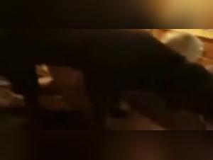 Sex with a Dog Video: A Forbidden Encounter