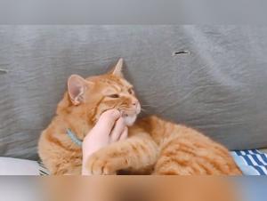 Frau knetet Hund 16