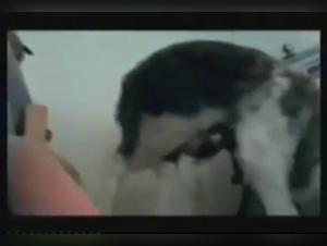 Amateur woman has fun with an Afghan dog