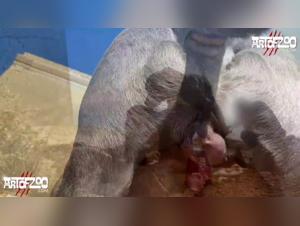 Dog Intimacy Collection