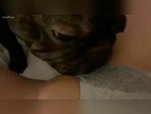 Bestiality: A female dog and her dog