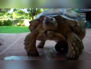 Turtle fucks girl