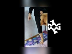 animal beastiality porn