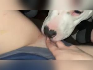 Filthy bitch licked by dog