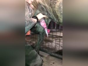 Woman Submissive to Her Dog: A Shocking Zoophilia Video