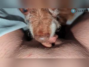 Fille Baisée par Chien : Lick Délicieux