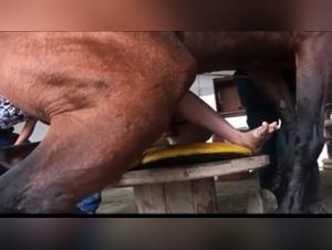 Couple woman having sex with a powerful racing horse at an extreme farm kink cafe