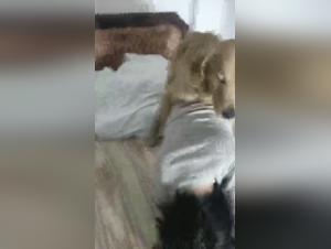 loup-garou canin et baise sauvage