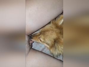 Dog fucks slut wild, Part 1