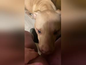 AlisonProd.com:  Where Taboo Meets XXXzoo