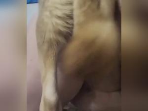 Chienne se fait baiser par son chien