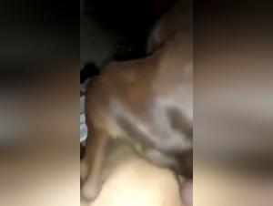 Delving into Canine Desires' Frontiers