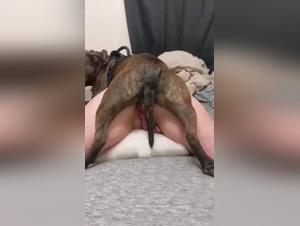 tierische lust: wilder hund sex