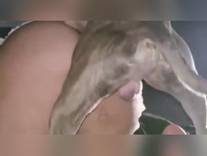 Bestialische schlaflose Nacht: eine Frau und ihr Hund