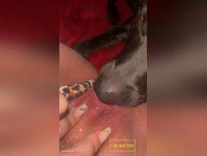 doggie pleasure