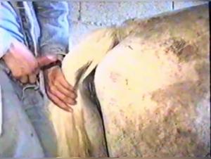 Forbidden Encounter: Horse and Woman