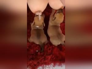 Shocking zoophilia video: a woman and a dog