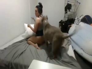 Chien baise