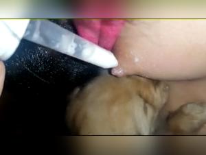 Bestial sex video: a woman and her dog