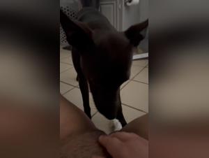 Bestial encounter: woman and dog