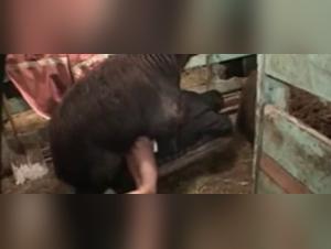 Nasty Sheep Forces Girl in Filthy Barn Sex