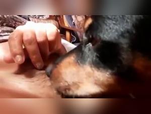 Single woman and her dog: an intense zoophilia video