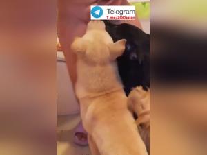 Salopes Chinoises Dog 2