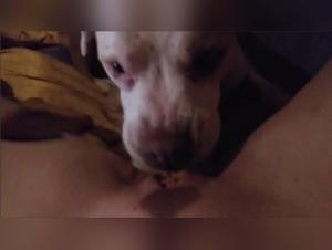 Chien léche une salope