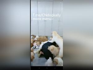 Homemade Hund Gang Bang