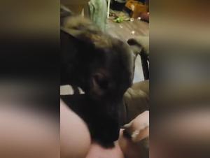 chien léchant, sexe intense