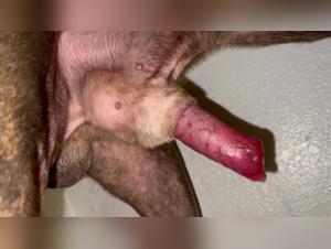 Unveiling the Bite: Mexzoo Dog's Raw Power