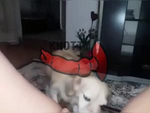 Sexy girl fucks a male porn star and gets fucked by her dog