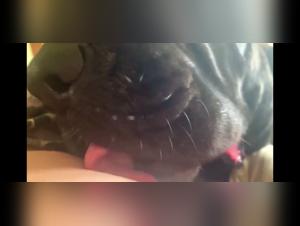 Dog sex video