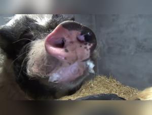 Yasmin Hund Sex Video