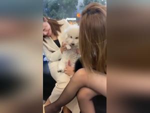 Women Engage in Zoophilia with a Bichon Frise on a Bench