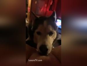 Forbidden Love: Dog Sex Videos