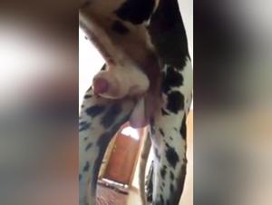 Bestiality sex: a mistress and her dog