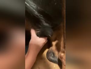 Woman and dog: a shocking and exciting relationship