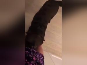 Bestiality video: A girl and her dog