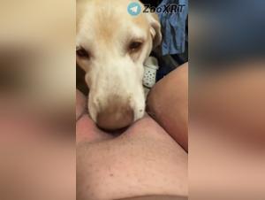 délices sauvages avec chien