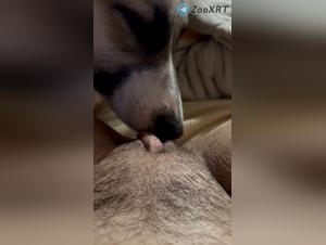 Baise Chien Fou