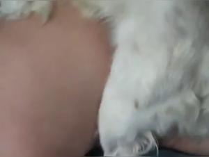 First experience of zoophilia with a dog