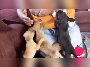 nursing big mom dogporn