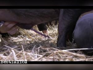 The Largest Slutty Animal Porn Frenzy Ever: Wild X Extreme Video Sex Party