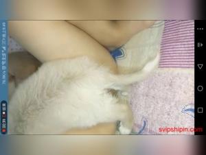 High quality zoophilia videos