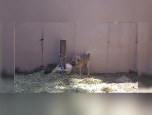 Exciting Encounter: Woman and Dog