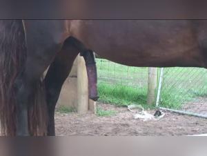 Ariel baise son chien