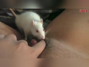 Extreme bestiality: mice and dogs