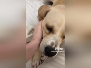 Sex with Dogs Videos - Extreme Bestiality